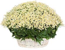 Цветочная композиция из Ромашки в корзине #REPLACE_PRED# Троицком